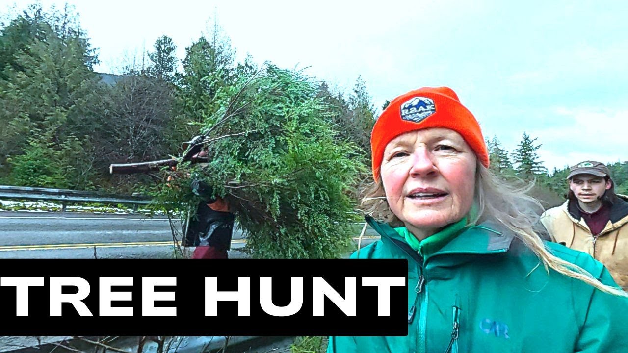 Did We Find the Perfect Christmas Tree in the Wild?