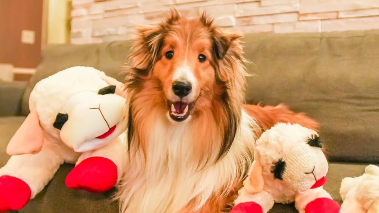 🐑 Jumbo Plush Lamb Chop Toy – Soft & Squeaky Cuddle Buddy for Dogs!