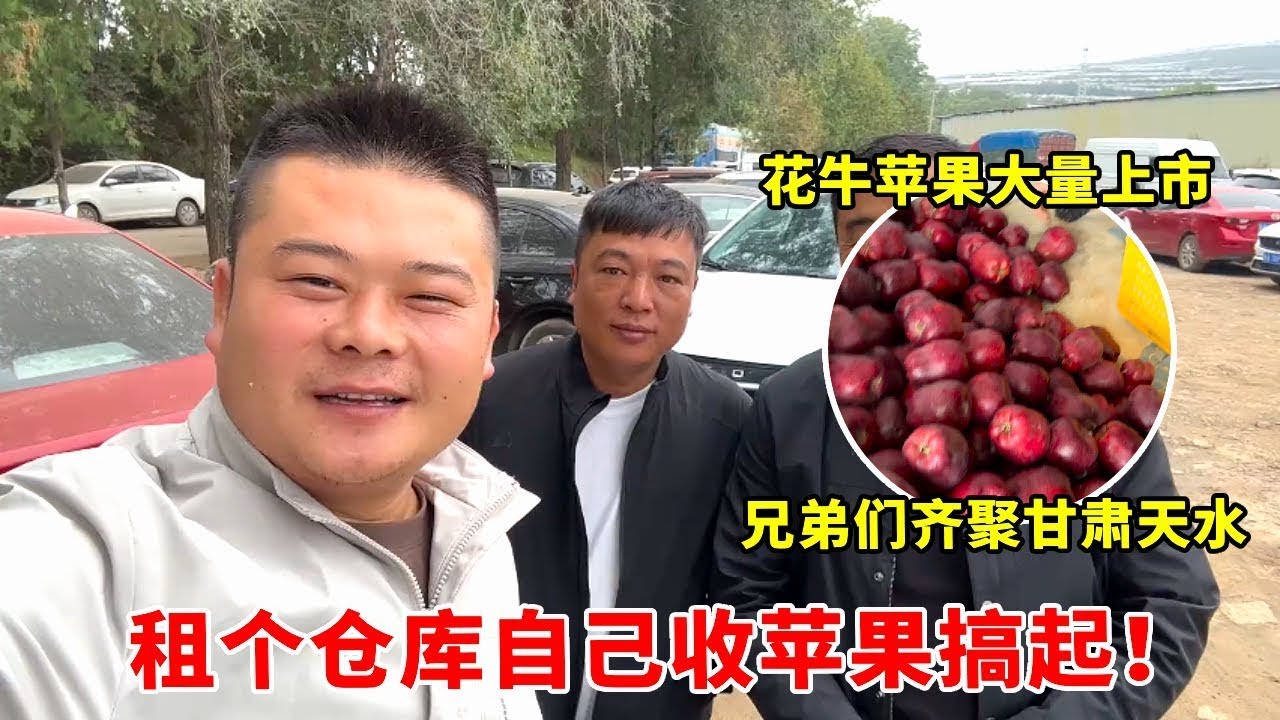 兄弟们齐聚甘肃天水，花牛苹果大量上市，租个仓库自己收苹果搞起~【高手在路上】 #花牛苹果 #优质农产品 #应季水果 #封兄弟