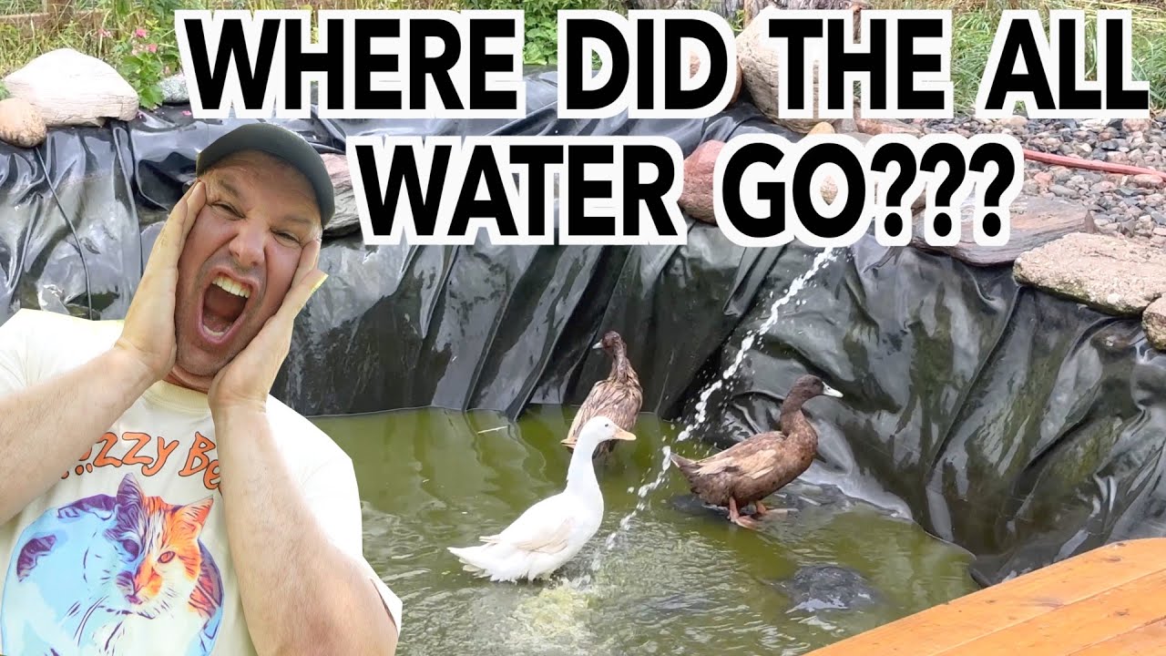 Mysterious Duck Pond Disaster