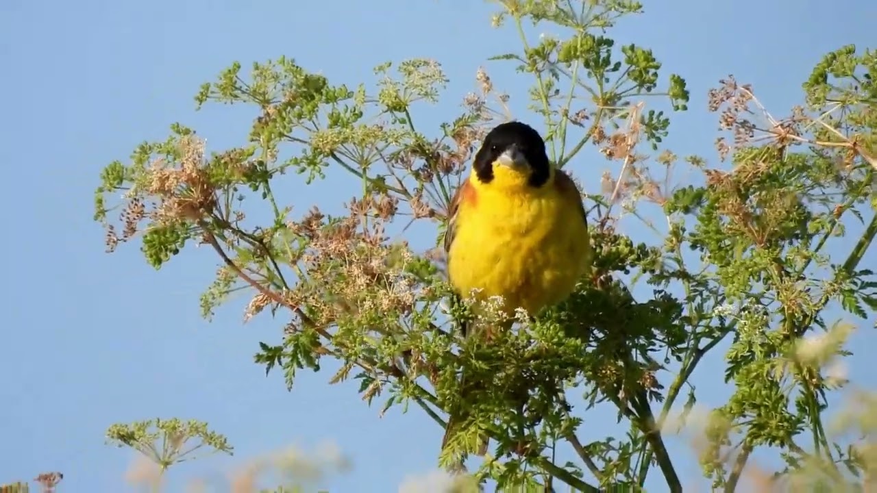 Emberiza melanocephala - Crnoglava strnadica - Black-headed Bunting