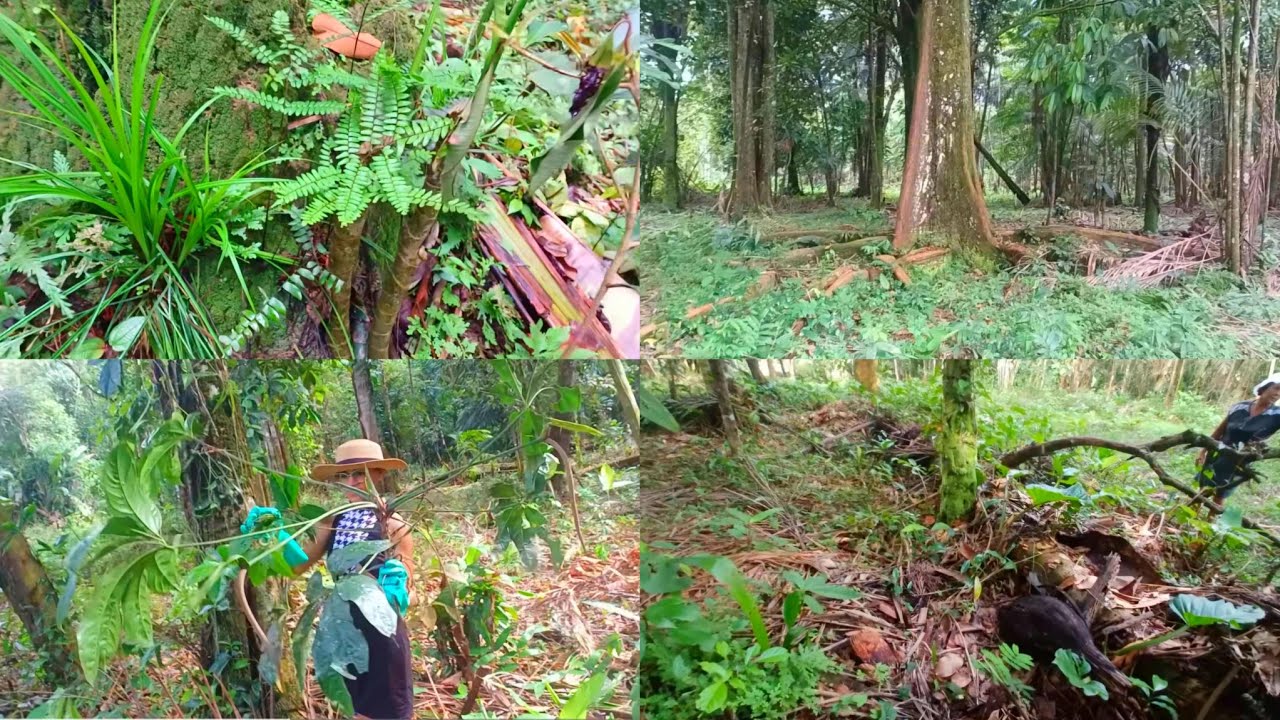 ⛰️PROCURANDO PLANTAS NA MATA 🍂VEJAM OQUE ENCONTRAMOS 😱🍃 PEGAMOS SUBSTRATO TAMB&Eacute;M 😍 ⛰️