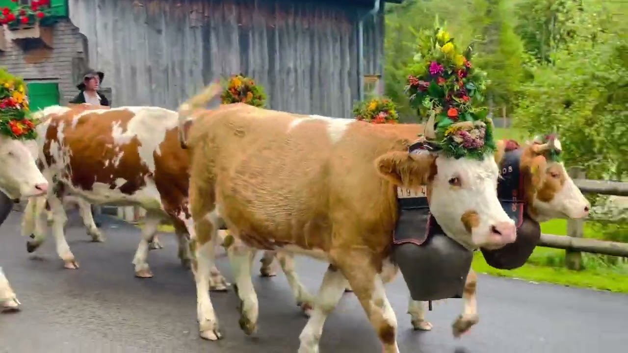 Desalpe L’Etivaz October  2022 (second video)