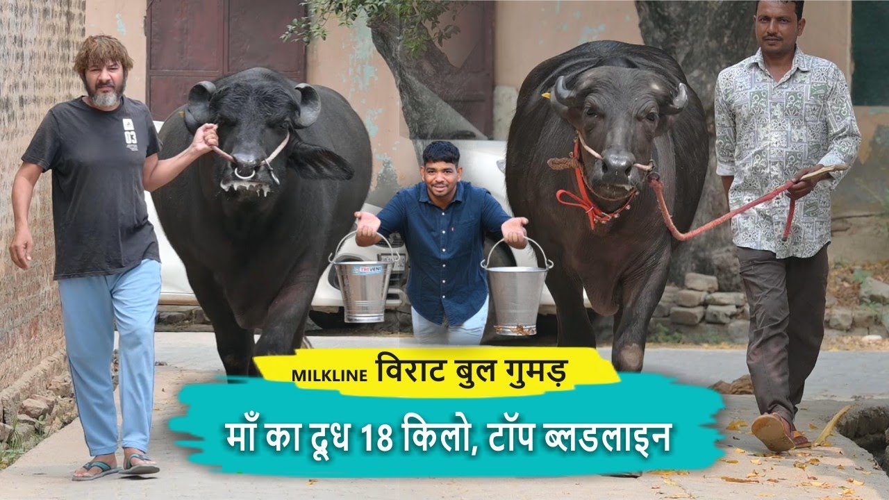 विराट बुल गुमड़ का बेटा || TOP MILKLINE BULL || माँ का दूध 18 किलो, टॉप ब्लडलाइन