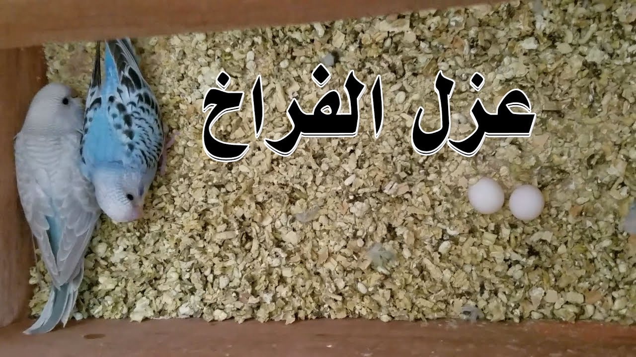 متى يعتمد فرخ البادجي على نفسه ؟
