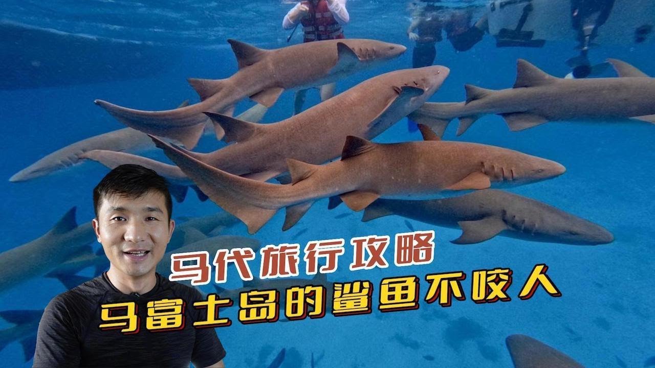 《马代·居民岛》第10集：马富士岛的吃住行攻略，消费好比普吉岛 #环球旅行 #maldives #马尔代夫 #旅行攻略 #鲨鱼