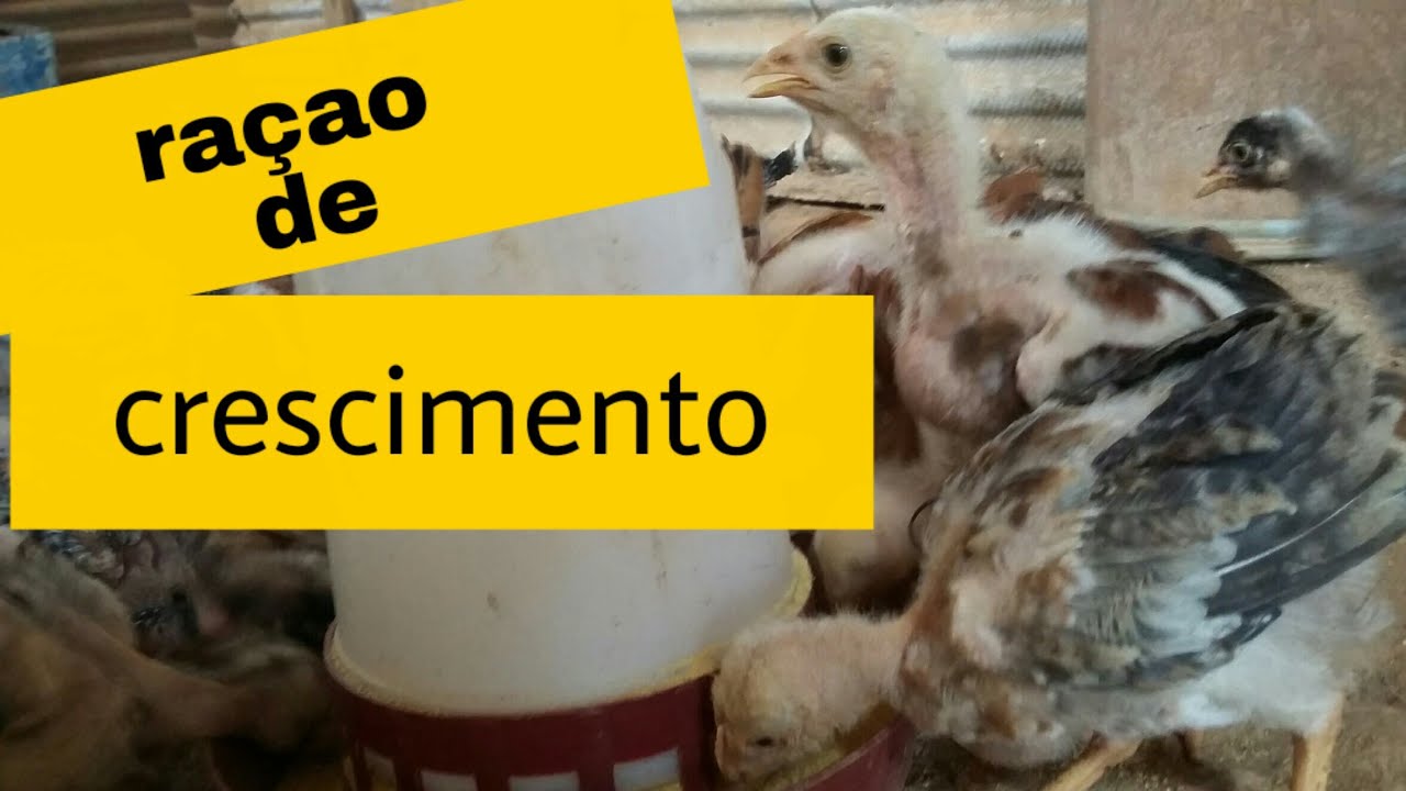 COMO fazer ra&ccedil;ao de crescimento Indio gigante ??