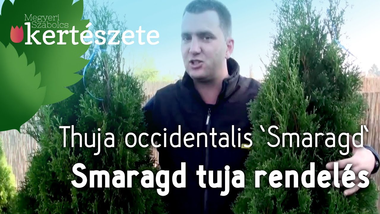 Smaragd tuja 170 cm - 200 cm - Thuja occidentalis 'Smaragd' - Smaragd tuja rendel&eacute;s