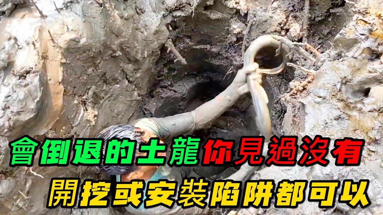 會倒退的土龍你見過沒有，捕捉土龍可以直接開挖，也可以安裝陷阱，你知道值多少錢嗎《活在當下》