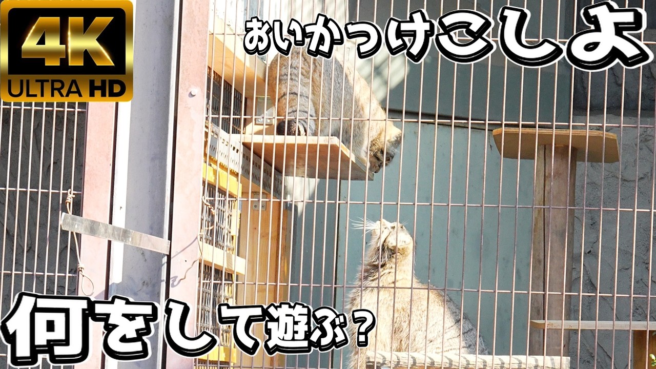 【マヌルネコ】愛知マヌル旅行前編😸