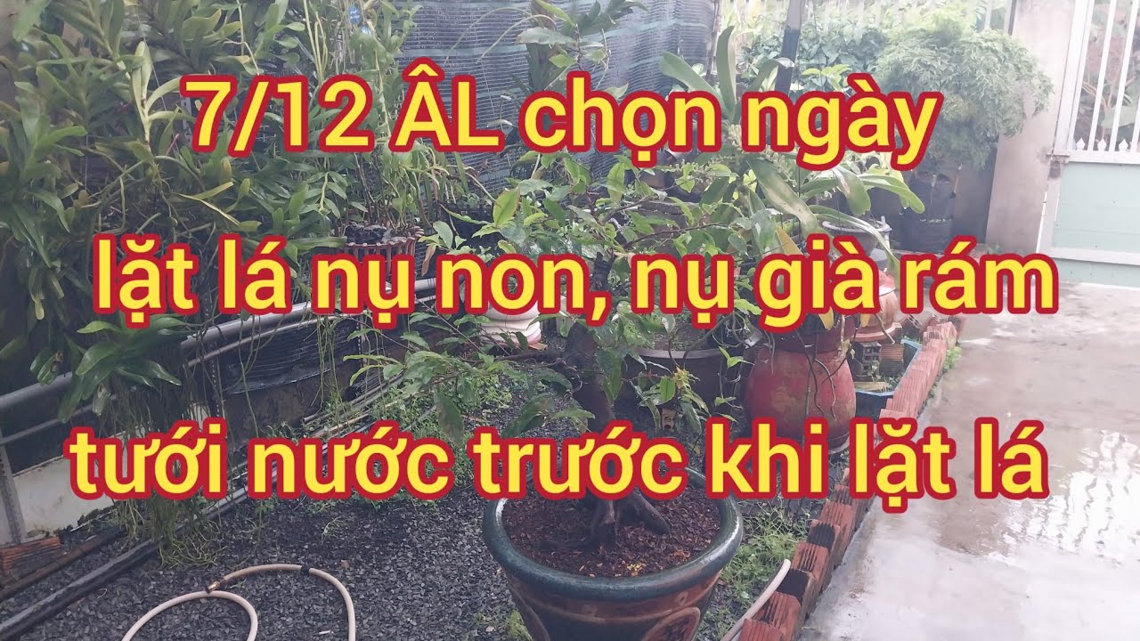 7/12 ÂL chọn ngày lặt lá nụ non, nụ già và tưới nước trước khi lặt lá @utsangcaykieng5450