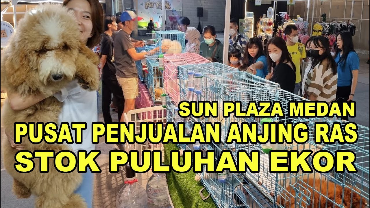 Pusat Jual Anjing Ras Stok Puluhan Ekor -  Sun Plaza Medan
