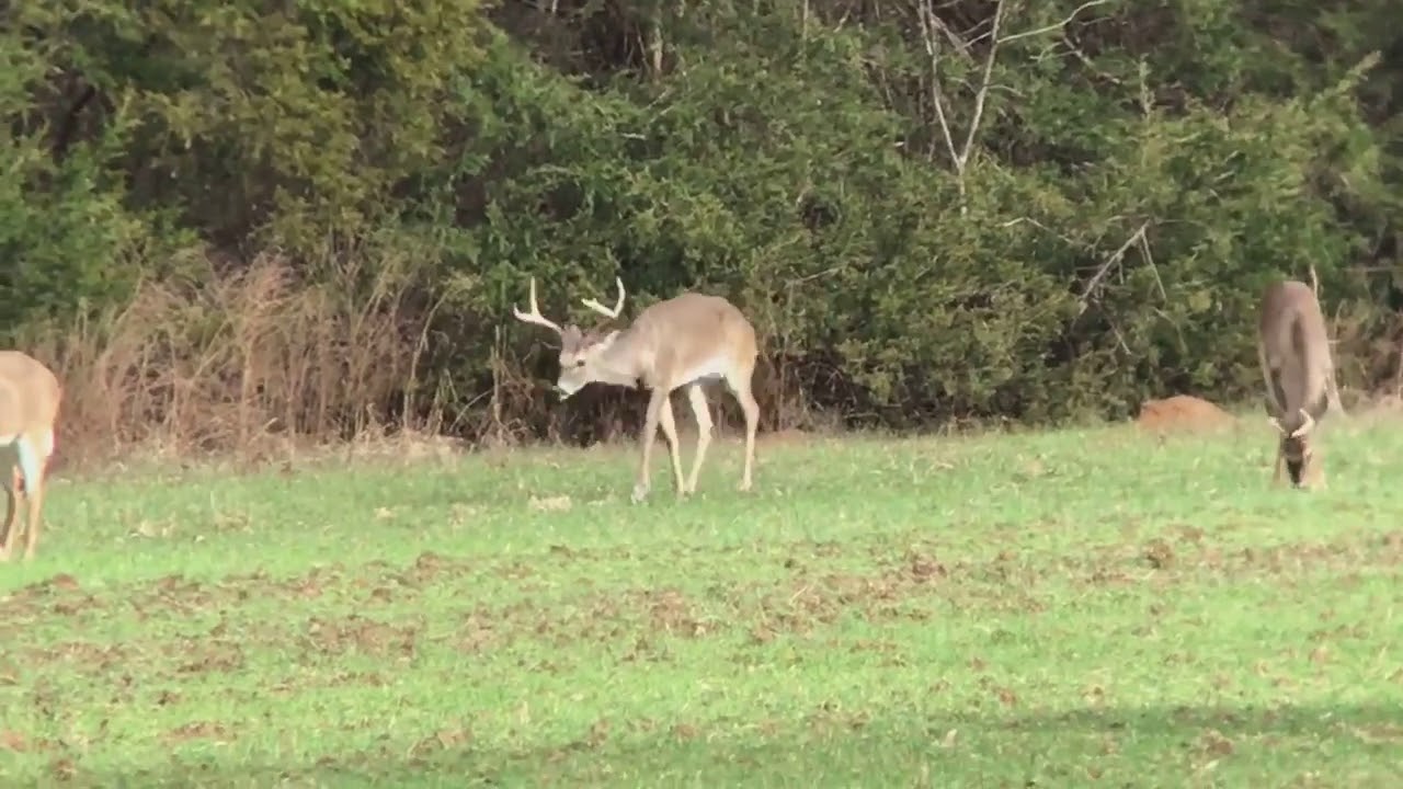 Deer with Chronic Wasting Disease