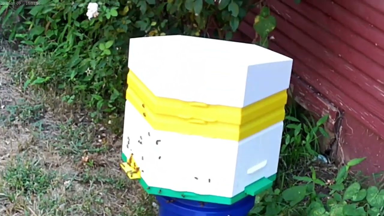 New 3D printed Hex Hive with BEW Bees