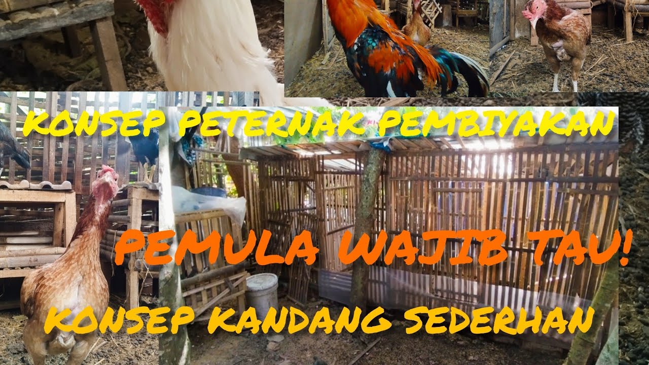 KONSEP KANDANG AYAM PEMBIYAKAN MINIMALIS BIKIN AYAM PRODUKTIK