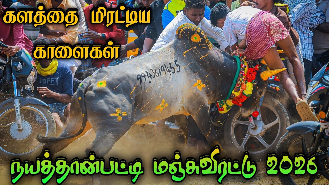 சிறப்பாக நடைபெற்ற நாயத்தான்பட்டி மஞ்சுவிரட்டு 2026/nayaththanpatti manjuvirattu 