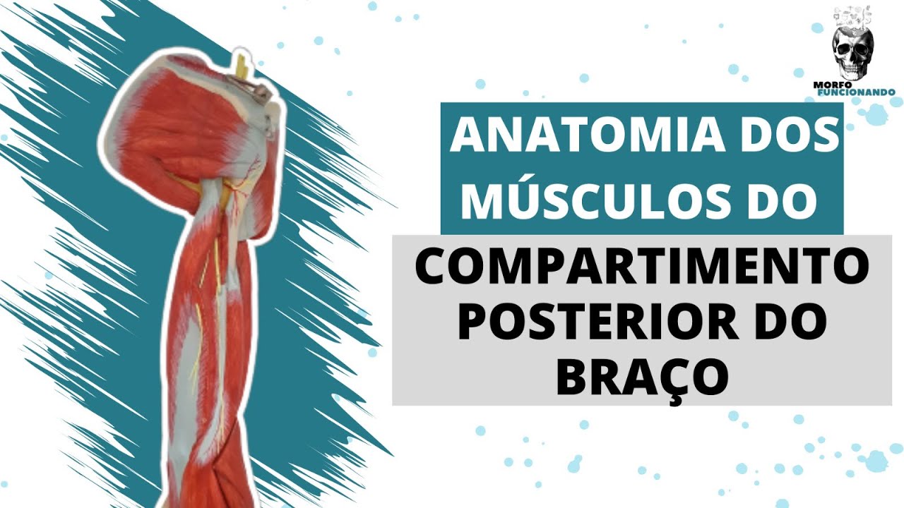 ANATOMIA DOS MÚSCULOS DO COMPARTIMENTO POSTERIOR DO BRAÇO (MEMBRO SUPERIOR)