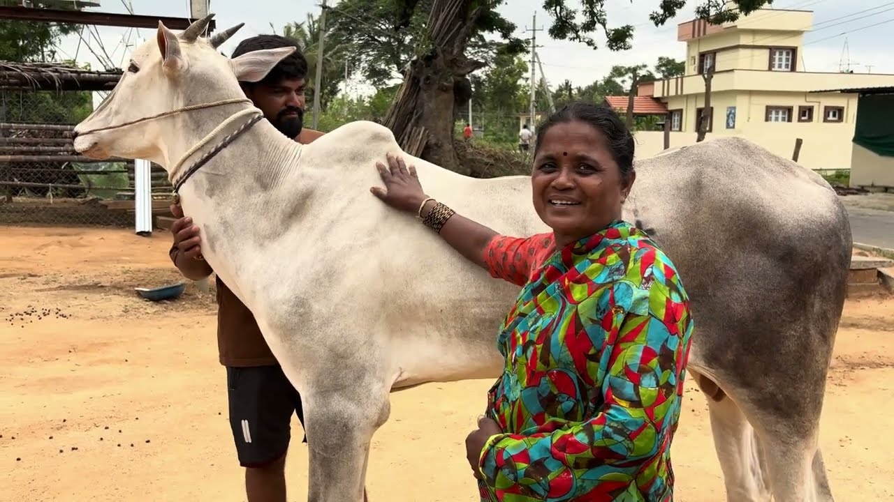 ಬ್ರಾಂಡ್ ಬಸ್ತಿ ಹೋರಿ ಬಲರಾಮನ ಮಗ ಚಕ್ರವರ್ತಿ 