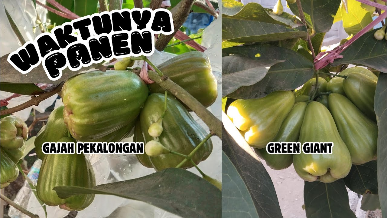 PANEN JAMBU AIR GREEN GIANT DAN GAJAH PEKALONGAN‼️TELAT UPLOAD GUYS‼️