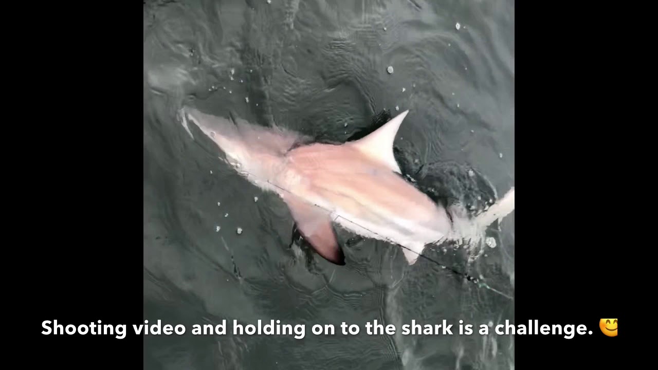 Shark Fishing - St. Joe Bay, Florida