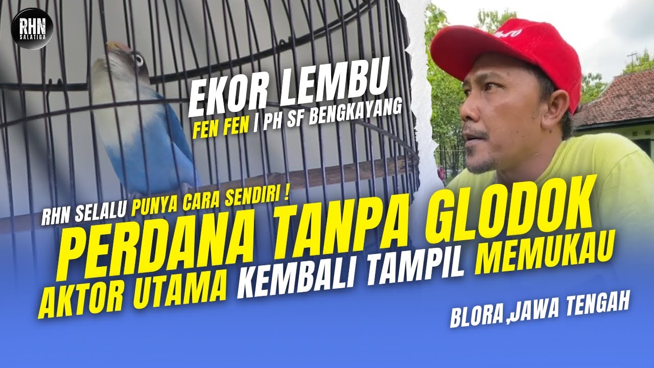 PERDANA TANPA GLODOK LOVEBIRD EKOR LEMBU JADI AKTOR UTAMA | PH SF BENGKAYANG