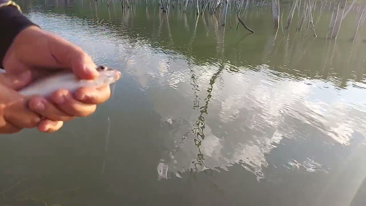 pescaria  no alagado usina Mauá