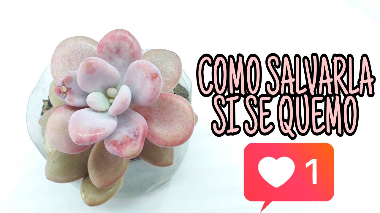 COMO SALVAR TU SUCULENTA QUEMADA🌵