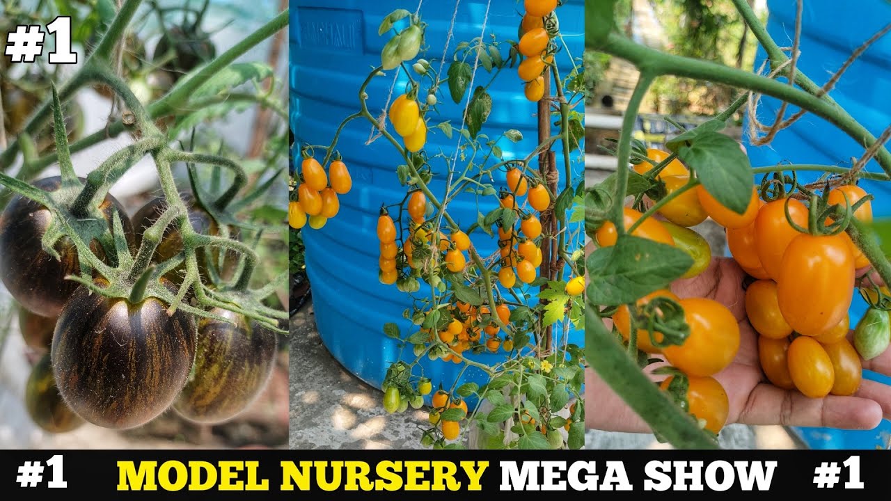 Growing tomatoes  Easy and bountiful yields | The Magic of Growing Tomatoes in Plastic Bags ||