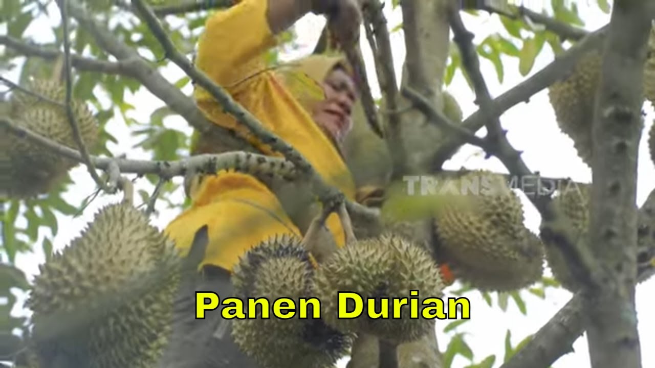 Aksi Emak Enah Panen Duriank | ENAH BIKIN ENAK