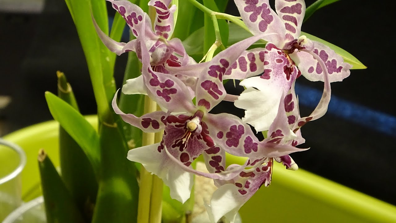 Teilen und Umtopfen einer Orchidee (Oncidium)