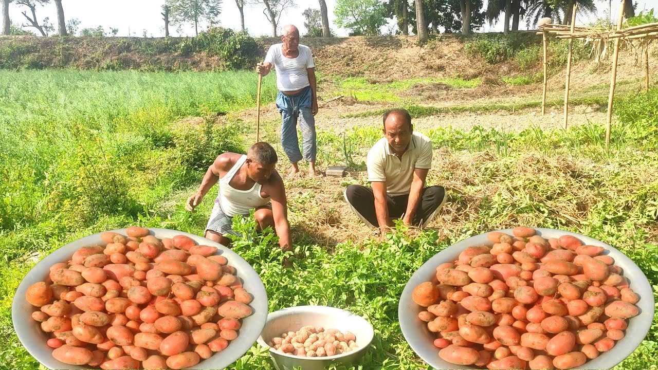 এবার আমাদের আলুর ফলন কেমন হল 🥔village touch