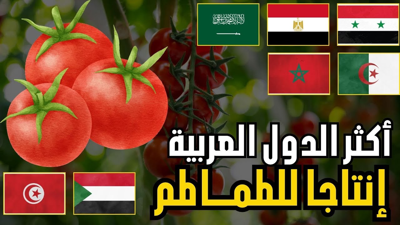 🍅 من يتصدر إنتاج الطماطم؟ | ترتيب الدول العربية حسب إنتاج الطماطم(تقرير الفاو 2026)