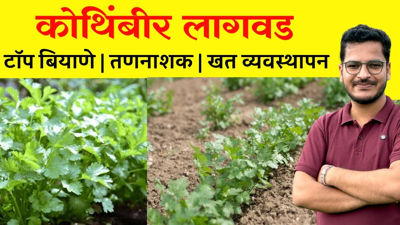 कोथिंबीर लागवड माहिती | kothimbir lagavd purn mahiti | March April madhye Kothimbir lagavd