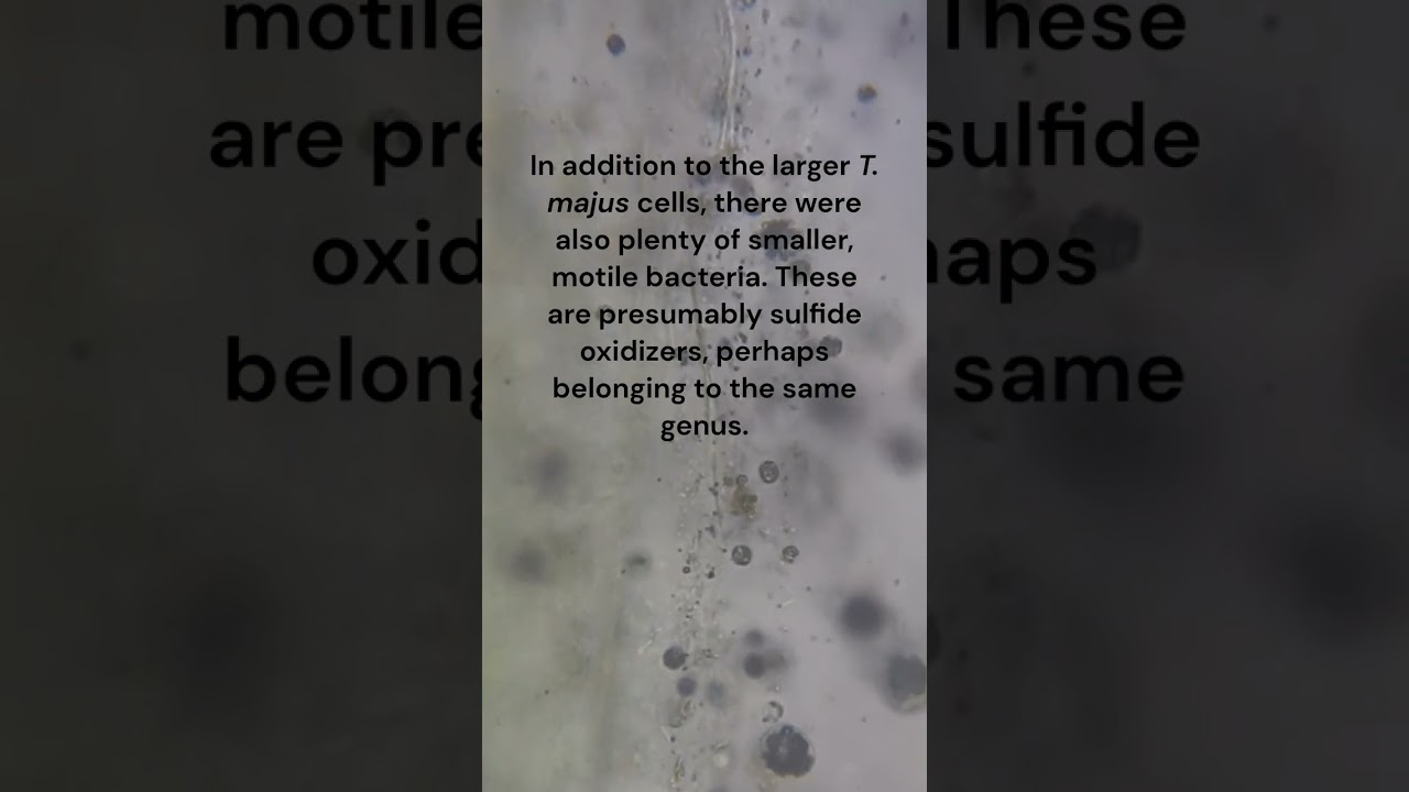 Microbial Architects