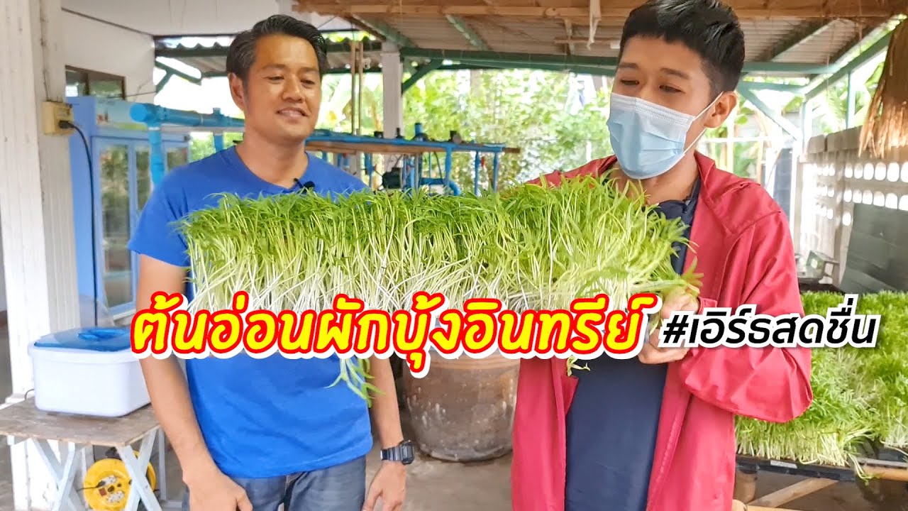วิธีเพาะต้นอ่อนผักบุ้งอินทรีย์ สร้างรายได้งาม สอนแบบละเอียด | เอิร์ธสดชื่น