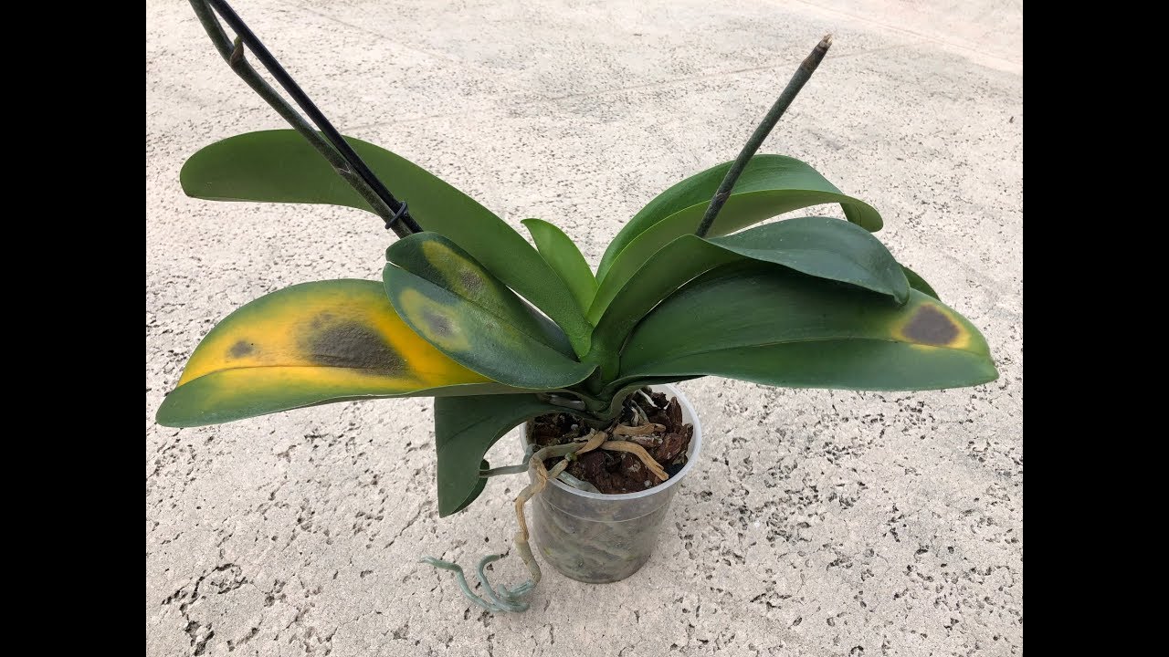 Phalaenopsis Orchid Leaves, How I Damaged them, Warning! Careful When Cleaning Orchid Leaves