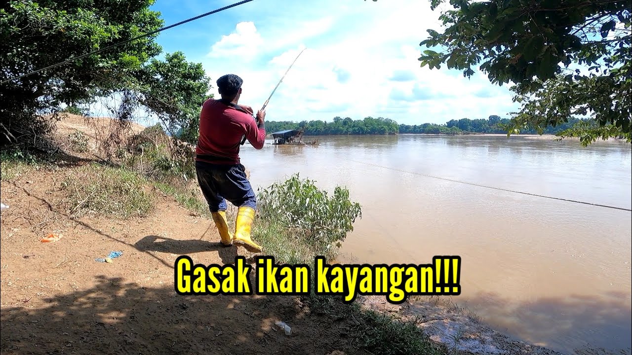 Strike patin buah‼️Mancing sungai pahang