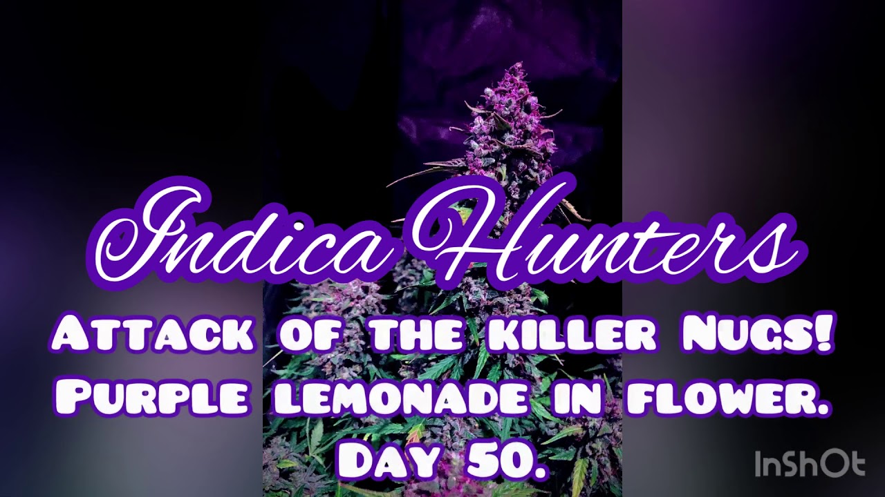 Attack of the killer Nugs! Purple lemonade day 50. Best purple auto flower of 2020!? Mars Hydro cup.