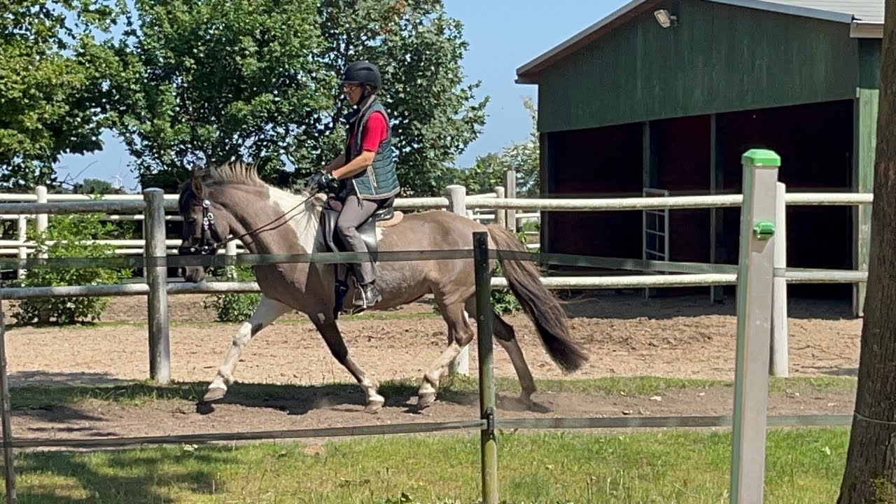 Gloria, vielseitig und fein ausgebildete Islandstute