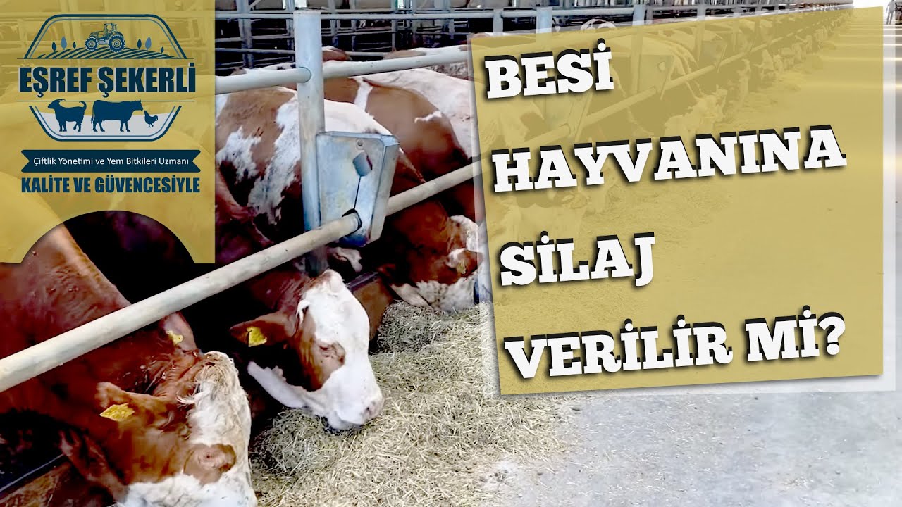 Besi Hayvanına Silaj Verilir mi? #Besi #Silaj