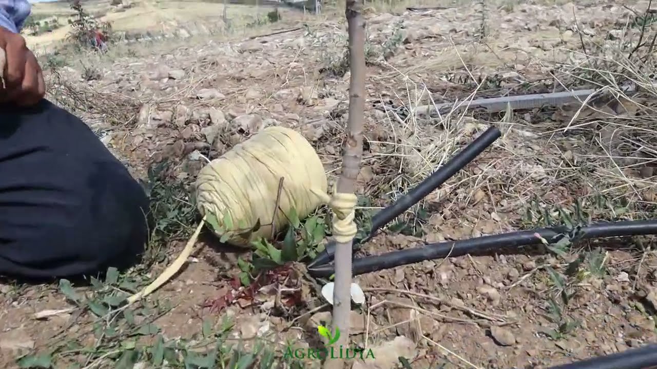 Grafting on UCB1 Pistachio Rootstock