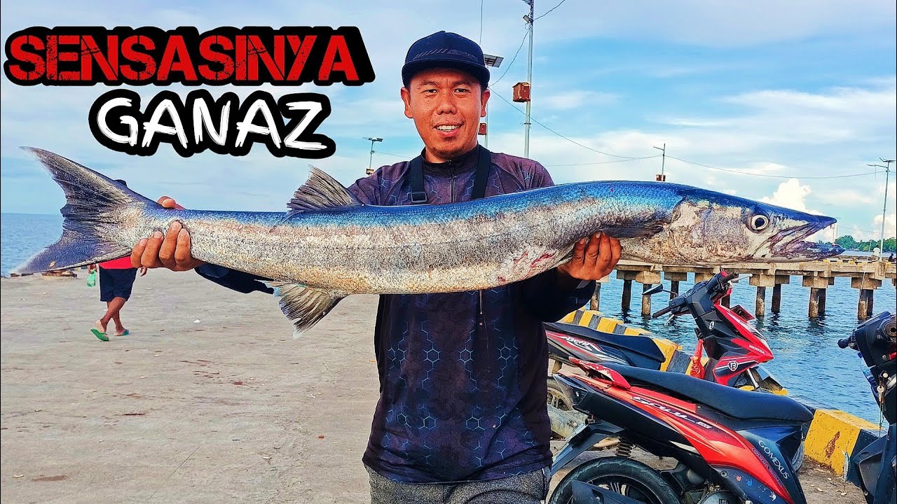 mancing ikan besar di pinggiran || casting di dermaga || strike barakuda