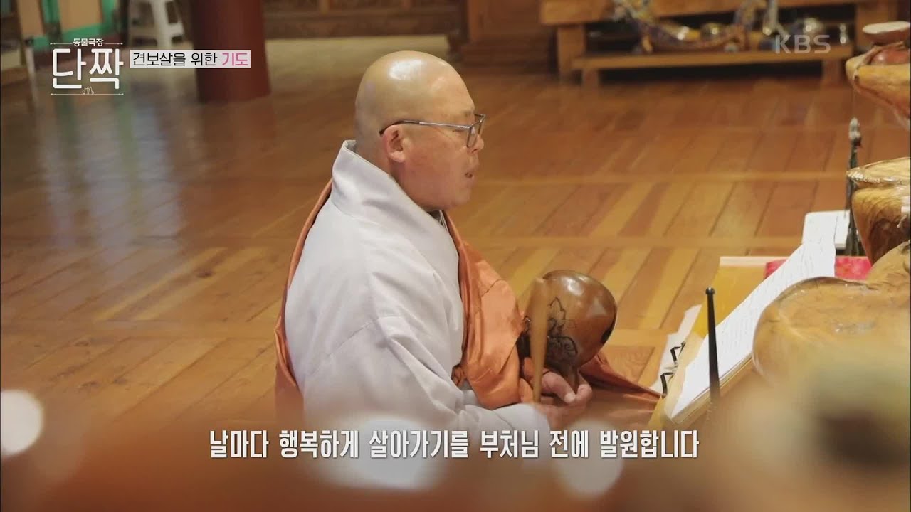울려 퍼지는 목탁 소리... 그리고 이어지는 견 보살을 위한 기도 [동물극장 단짝] | KBS 220507 방송