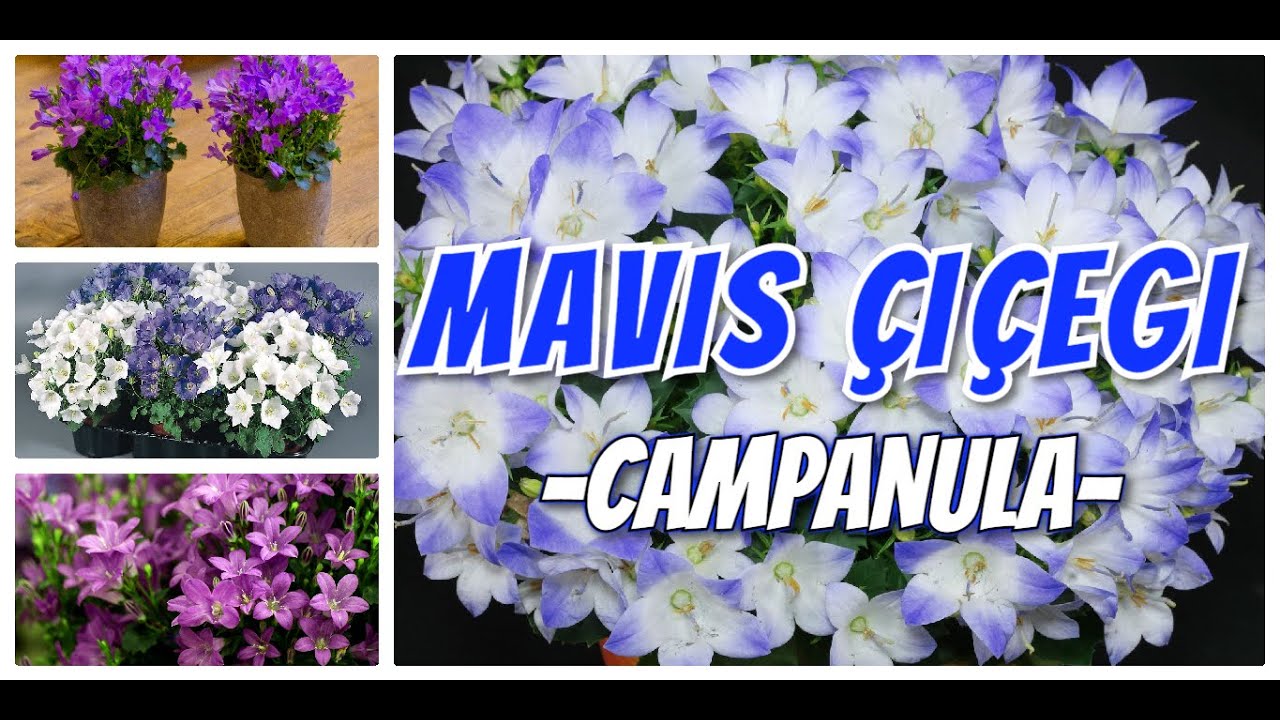 CAMPANULA ÇİÇEĞİ BAKIMI (MAVİŞ ÇİÇEĞİ)