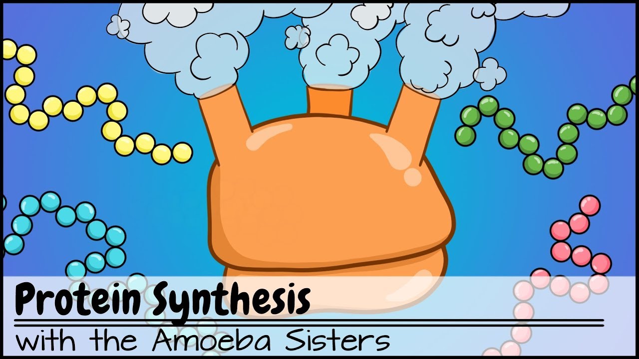 Protein Synthesis (Updated)