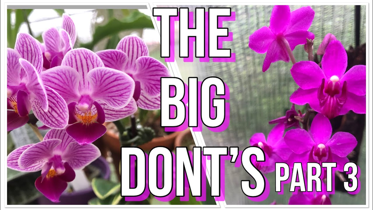 The DONT’S 🚫 Part 3. Phalaenopsis Orchid Care For Beginners. What NOT To Do.
