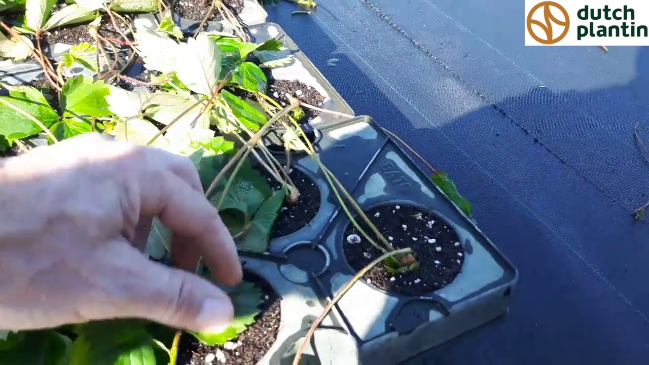 39 Strawberry growing by Genson in The Netherlands