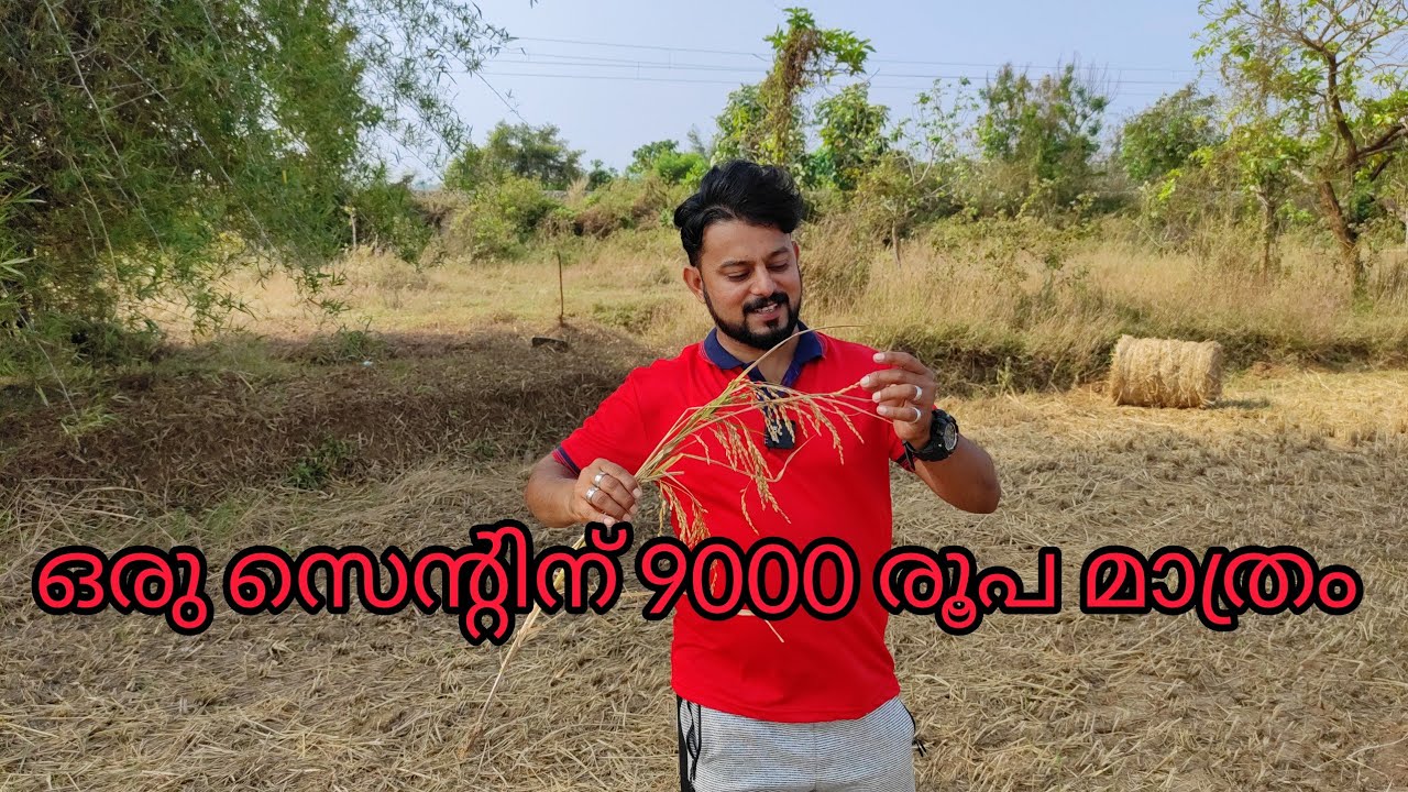 #NP377#Low price land#ഒരു സെന്റിന് ഒൻപതിനായിരം മാത്രം#ഒറ്റപ്പാലം കൂനത്തറയിൽ സ്ഥലം വില്പനക്ക് #
