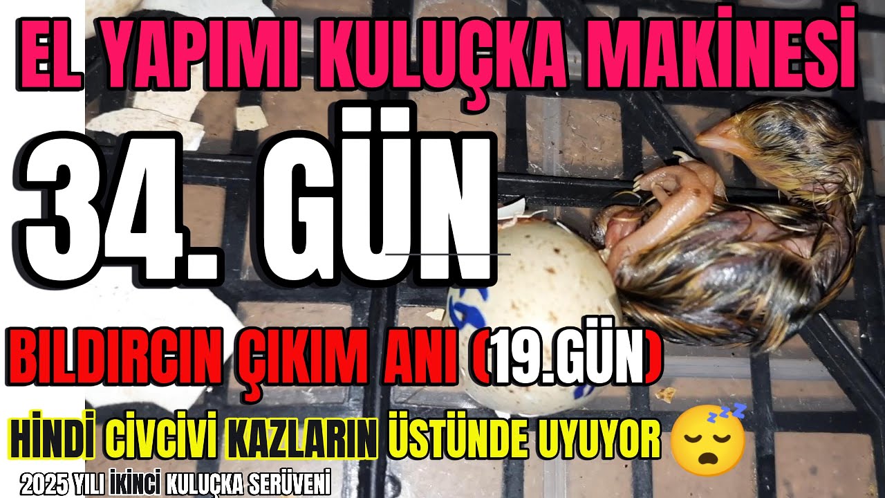 El Yapımı Kuluçka Makinesi 2025-2 | 34. Gün:Market Yumurtasından Bıldırcın Çıktı | Kaz ve Hindi