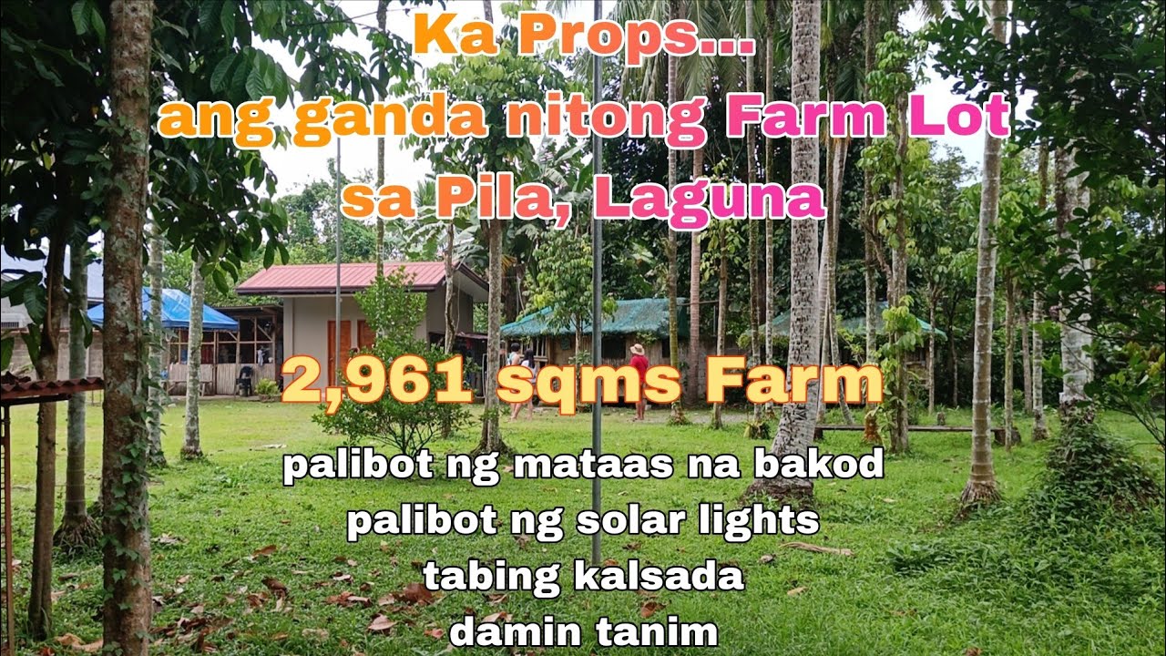 (P# 813) 2,961 sqms Farm Lot @ 6M net price palibot na ng bakod sa Pila, Laguna